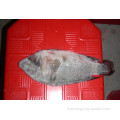 Fish Tilapia Frozen WR 200-300G 300-500G 500-800G